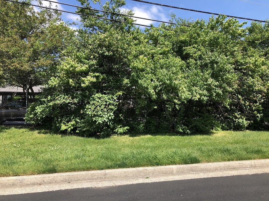 Fence overgrown with honeysuckle